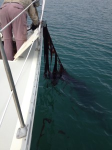 Sea grass on the anchor chain