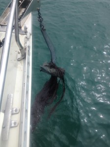 Finally got the anchor up!