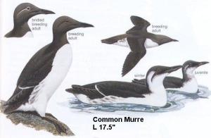 Murres
