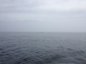 Whale in the disatance