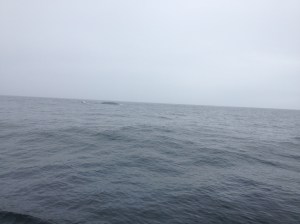 One of my terrible whale photos