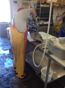 Fisherman cutting up Albacore
