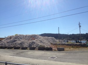 Oyster shell pile at the oyster farm