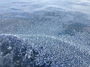 Thick carpet of Velella