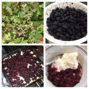 Blackberries!