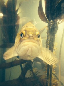 This is a rock fish.  I tried to get him to smile, no luck.