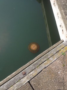 Big jellies are everywhere