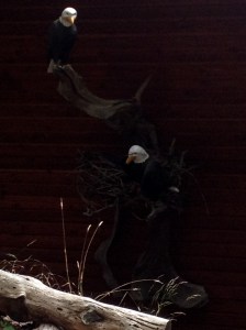 Closest I've come to bald eagles are these models on someone's porch