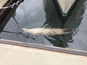 Harbor seal doing the backstroke in the marina