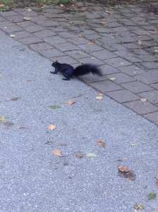 The squirrels are almost black here