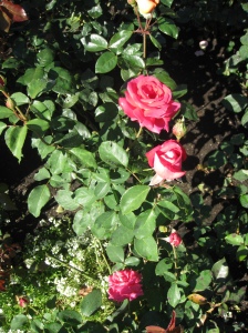 Roses in their second bloom at Butchart Gardens