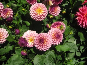 Thousands of Dahlia's at the Butchart gardens