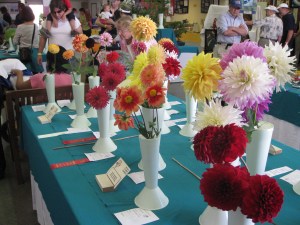 Prize willing Dahlias
