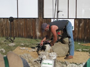 Sheep shearing demonstration