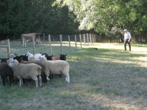 Sheep dog demonstration