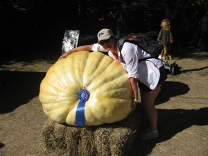 Prize winning pumpkin
