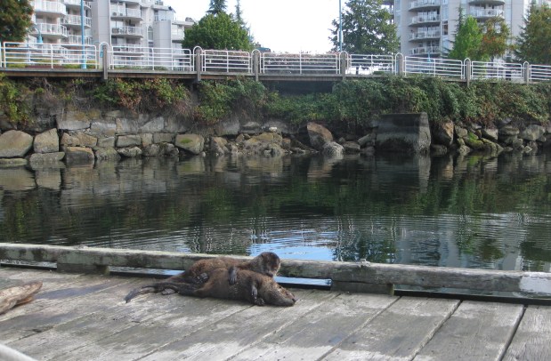 Nanaimo, Vancouver Island,&nbsp;BC