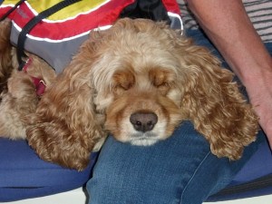 Charlie is pretty comfortable aboard (photo credit AB)