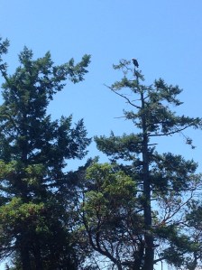 Spotted an eagle at Princess Harbour