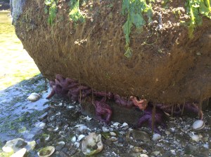 Beach at low tide - Dog Fish