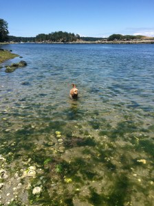 Charlie swimming at Dog Fish