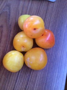 Pender Island plums