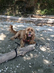 Beach dog taking a break