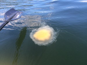 One of the giant jellyfish around here