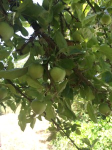 Apples growing on Russell Island