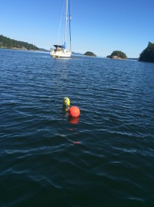 Crab trap down - this is what you see from the surface