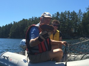 Catching crabs - this is a girl so she gets thrown back