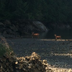 Deer at Melanie Cove
