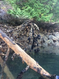 Mussels grow on trees here