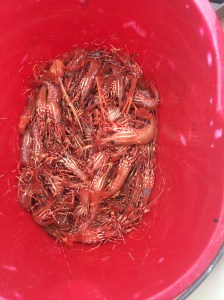 Bucket o'prawns