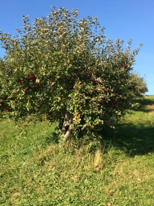 Apple tree at the orchard