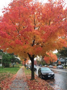 Beautiful fall colors