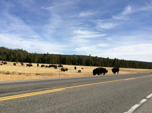 Yellowstone herd of buffalo