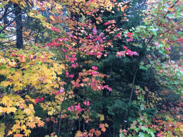 Corn, Cows and&nbsp;Coffee